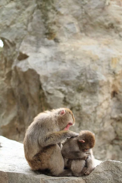 Aseo de monos japoneses salvajes en Beppu, Oita, Japón —  Fotos de Stock