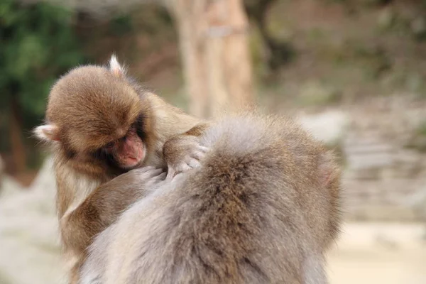 Governare le scimmie giapponesi selvagge a Beppu, Oita, Giappone — Foto Stock