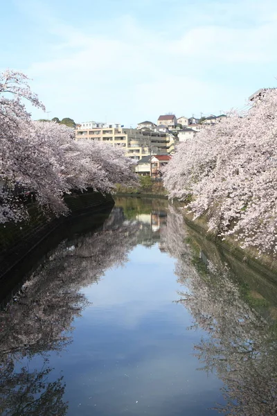 Рядок Цвітіння вишні дерев вздовж річки Ooka, Йокогама, Японія — стокове фото