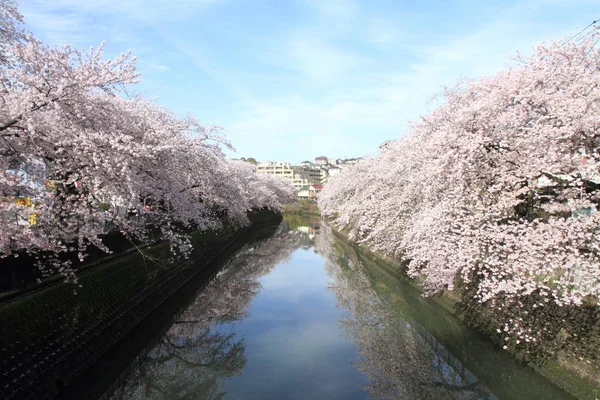 Hilera de cerezos a lo largo del río Ooka, Yokohama, Japón — Foto de Stock