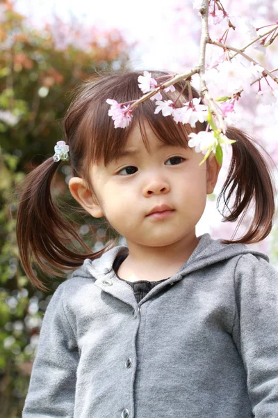 Японська дівчина і вишня цвітіння (2 років) — стокове фото