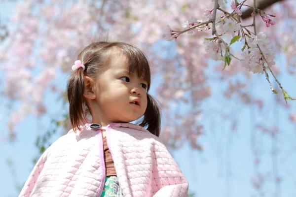 Japonská dívka a Třešňové květy (2 roky staré) — Stock fotografie