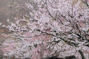kiraz çiçekleri Sakura içinde hiçbir sato, Izu, Shizuoka, Japonya (yağmurlu)