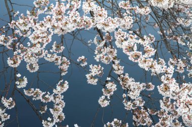 kiraz çiçekleri ve yüzey Ooka Nehri, Yokohama, Japonya