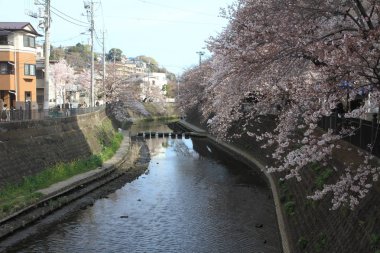 satır kiraz çiçeği ağaçların Ooka Nehri, Yokohama, Japonya