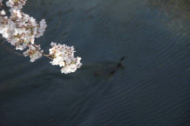 kiraz çiçekleri ve yüzey Ooka Nehri, Yokohama, Japonya