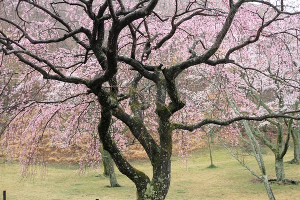 Fiori di ciliegio in Sakura no sato, Izu, Shizuoka, Giappone (piovoso ) — Foto Stock