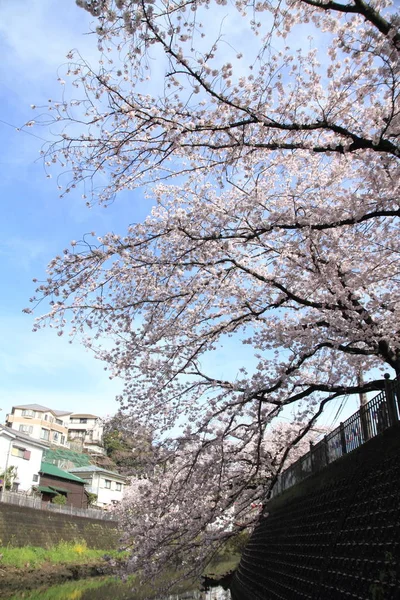 Ряд цветущих сакур вдоль реки Оока, Йокогама, Япония — стоковое фото