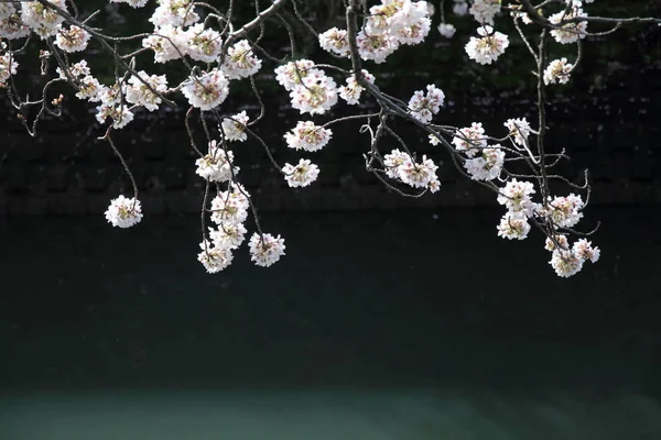Fiori di ciliegio e superficie del fiume Ooka, Yokohama, Giappone — Foto Stock