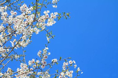 mavi gökyüzünün altında kiraz çiçekleri