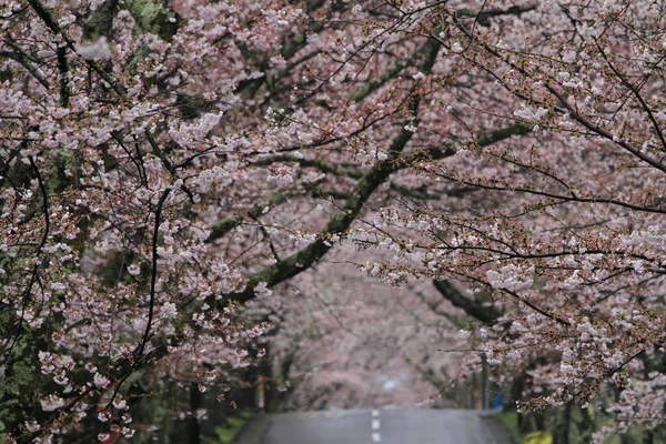 Túnel de flores de cerezo en las tierras altas de Izu, Shizuoka, Japón (lluvioso ) —  Fotos de Stock