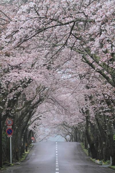 Túnel de flores de cerezo en las tierras altas de Izu, Shizuoka, Japón (lluvioso ) —  Fotos de Stock