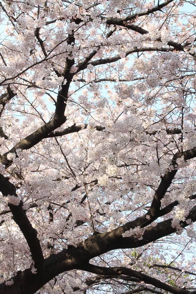 Cseresznye virágok a kék ég alatt — Stock Fotó