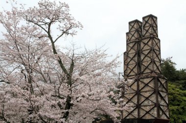 Nirayama reverberatory fırınlar ve kiraz çiçekleri Izu, Shizuoka, Japonya