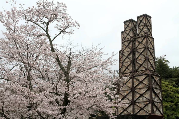 Nirayama reverberatory fırınlar ve kiraz çiçekleri Izu, Shizuoka, Japonya