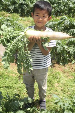 Japon çocuk Japon turp kazma (birinci sınıftan ilköğretim okulunda)