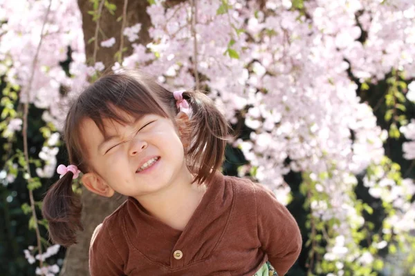 Menina japonesa e flores de cereja (2 anos ) — Fotografia de Stock