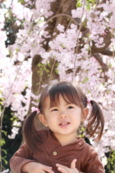 日本女孩和樱花 （2 岁) — 图库照片