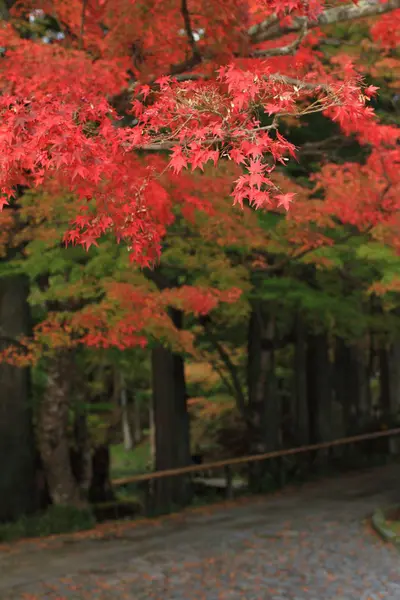 Herbstblätter (rot) — Stockfoto