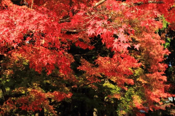 Folhas de outono (vermelho ) — Fotografia de Stock