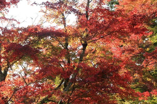 Folhas de outono (vermelho ) — Fotografia de Stock