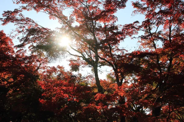 autumn leaves (red)