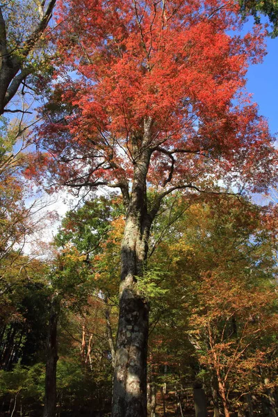 sonbahar yaprakları (kırmızı)