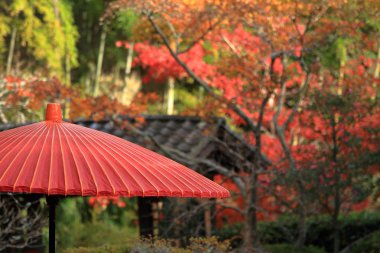 Sonbahar yaprakları ve kırmızı Japon şemsiye Kaizo Tapınağı, Kamakura, Kanagawa, Japonya