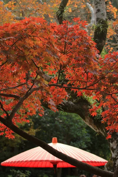 Jesienne liście i czerwony japoński parasol Kaizo świątyni, Kamakura, Kanagawa, Japonia — Zdjęcie stockowe