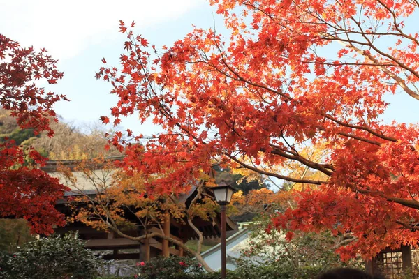 Jesienne liście, w świątyni Kaizo, Kamakura, Kanagawa, Japonia — Zdjęcie stockowe