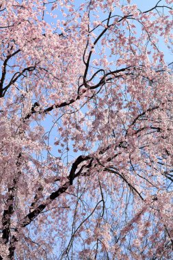 mavi gökyüzünün altında kiraz çiçekleri