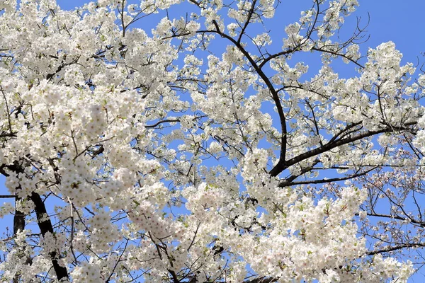 mavi gökyüzünün altında kiraz çiçekleri