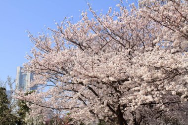 Japonya'nın Yokohama Simgesel Yapı kule ve kiraz çiçekleri