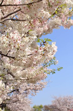 mavi gökyüzünün altında kiraz çiçekleri