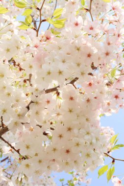 mavi gökyüzünün altında kiraz çiçekleri