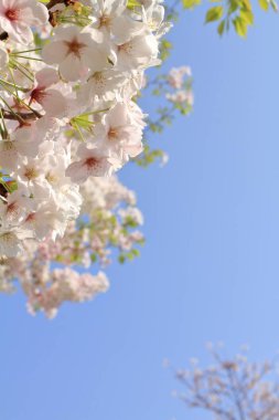 mavi gökyüzünün altında kiraz çiçekleri