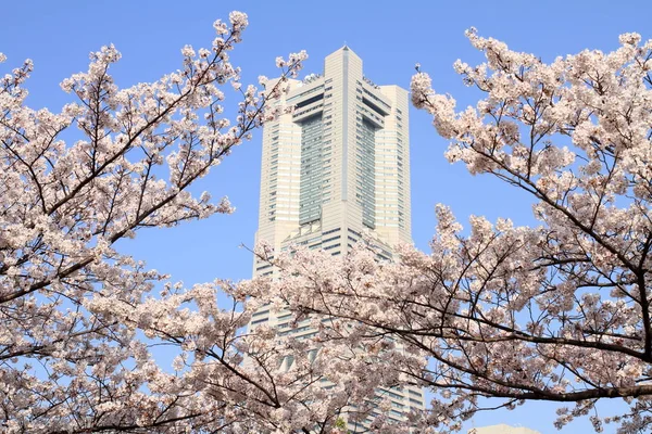 日本の横浜ランドマーク タワーと桜の花 — ストック写真