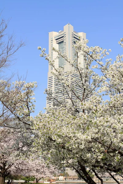Yokohama Wahrzeichen turm und kirschblüten in japan — Stockfoto