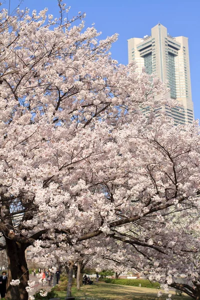 日本の横浜ランドマーク タワーと桜の花 — ストック写真