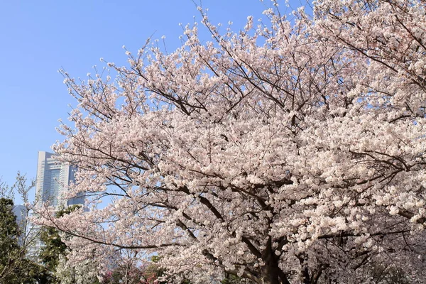 Japonya'nın Yokohama Simgesel Yapı kule ve kiraz çiçekleri — Stok fotoğraf