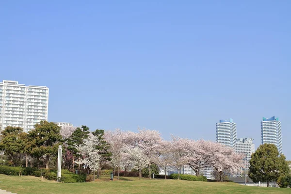 Flores de cerezo en el parque Rinko y condominio de gran altura en Yokohama Minatomirai 21, Japón —  Fotos de Stock