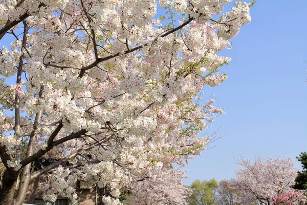 青い空の下の桜 — ストック写真