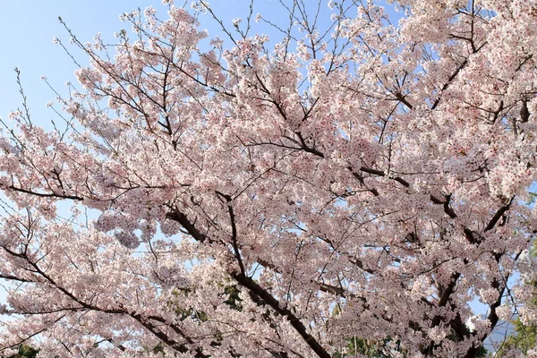 Flores de cereja sob o céu azul — Fotografia de Stock