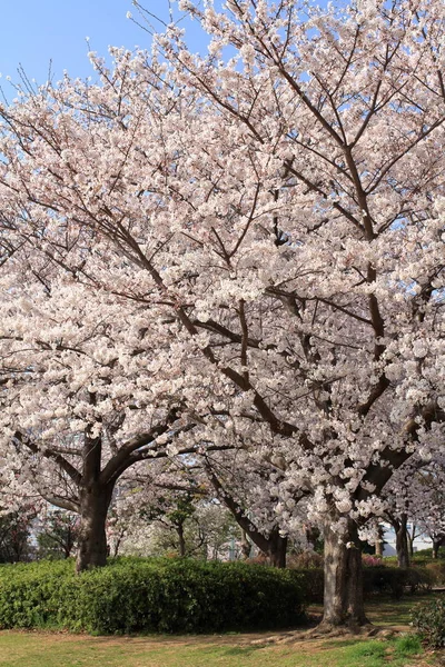 Цветы вишни под голубым небом — стоковое фото