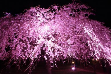 Sakura no sato, Izu, Shizuoka, Japonya 'da ağlayan kiraz ağacı (gece sahnesi))