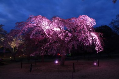 Sakura no sato, Izu, Shizuoka, Japonya 'da ağlayan kiraz ağacı (gece sahnesi))