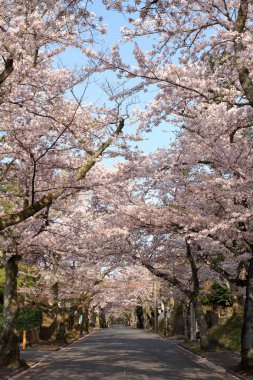 Izu highland, Shizuoka, Japonya kiraz çiçekleri tüneli