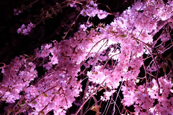 Cerezo llorón en Sakura no sato, Izu, Shizuoka, Japón (escena nocturna) —  Fotos de Stock