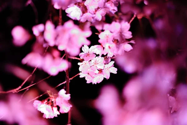 Cerezo llorón en Sakura no sato, Izu, Shizuoka, Japón (escena nocturna) —  Fotos de Stock