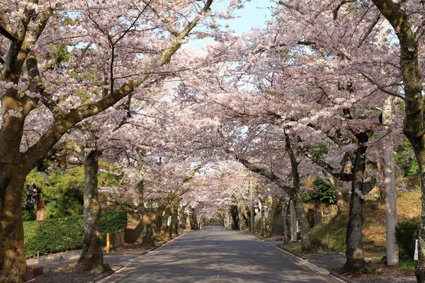 Izu highland, Shizuoka, Japonya kiraz çiçekleri tüneli — Stok fotoğraf